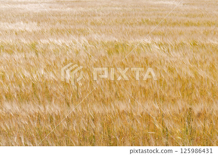 麥田在風中搖曳 125986431