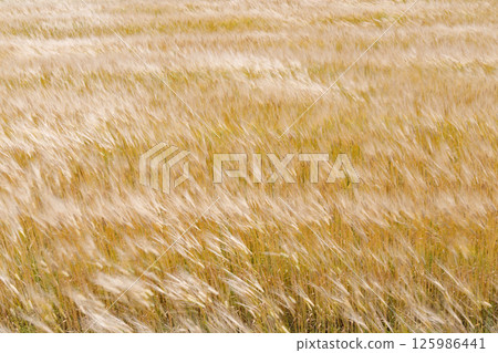 Wheat field swaying in the wind Wheat field swaying in the wind 125986441