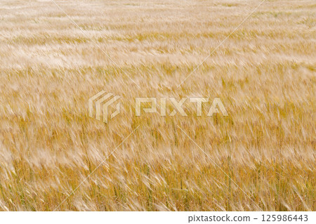 麥田在風中搖曳 125986443