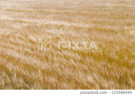 Wheat field swaying in the wind 125986449