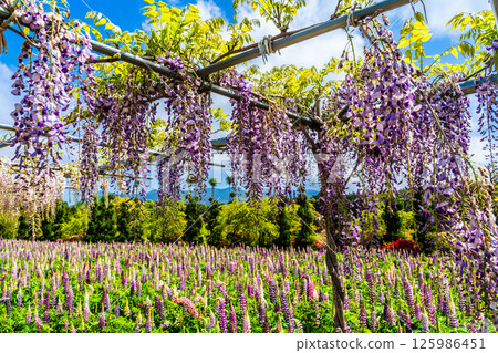 Wisteria and lupine at Miyazakien [Omura City, Nagasaki Prefecture] 125986451