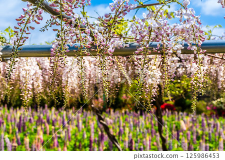 Wisteria and lupine at Miyazakien [Omura City, Nagasaki Prefecture] 125986453