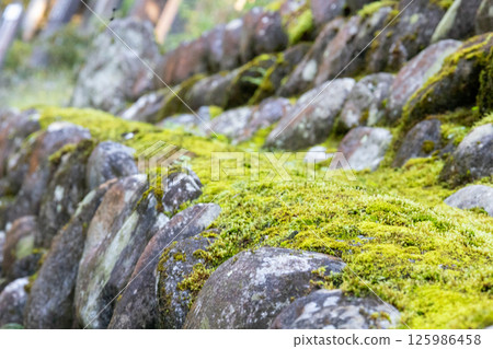 Moss growing on a stone wall 125986458