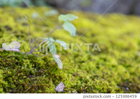 Close-up of a small, pretty plant growing out of moss 125986459