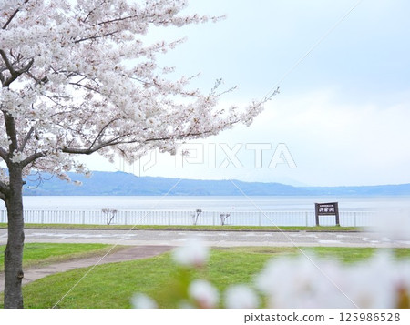 Spectacular view of Hokkaido: Lake Toya in spring with cherry blossoms in full bloom 125986528