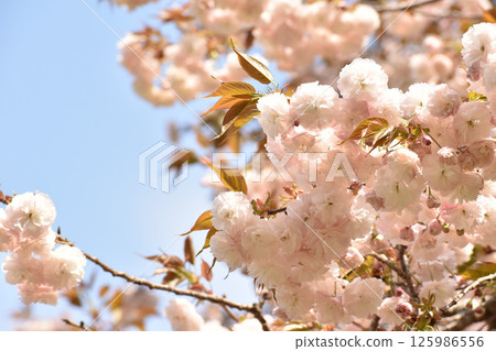 Light pink twin cherry trees 125986556