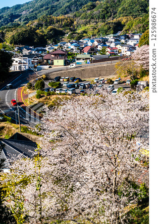 Cherry blossoms at Nakaojo Castle Park [Nagasaki Prefecture, Nishisonogi District, Nagayo Town] 125986674