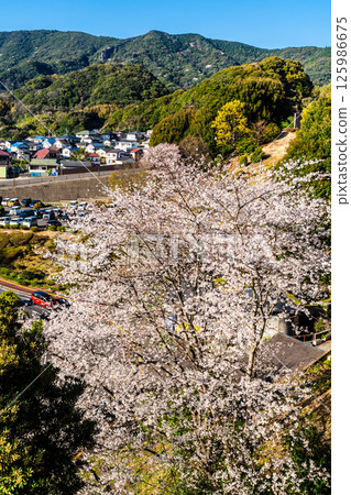 Cherry blossoms at Nakaojo Castle Park [Nagasaki Prefecture, Nishisonogi District, Nagayo Town] 125986675