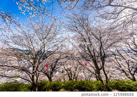 Cherry blossoms at Nakaojo Castle Park [Nagasaki Prefecture, Nishisonogi District, Nagayo Town] 125986688
