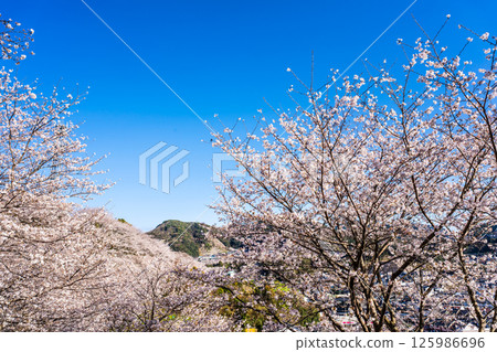 中尾條城公園的櫻花【長崎縣西園木郡長與町】 中尾條城公園的櫻花【長崎縣西園木郡長與町】 125986696
