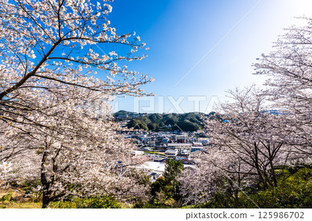 中尾條城公園的櫻花【長崎縣西園木郡長與町】 125986702