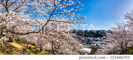 Panorama of cherry blossoms at Nakaojo Castle Park [Nagasaki Prefecture, Nishisonogi District, Nagayo Town] 125986703