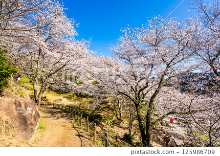 Cherry blossoms at Nakaojo Castle Park [Nagasaki Prefecture, Nishisonogi District, Nagayo Town] 125986709