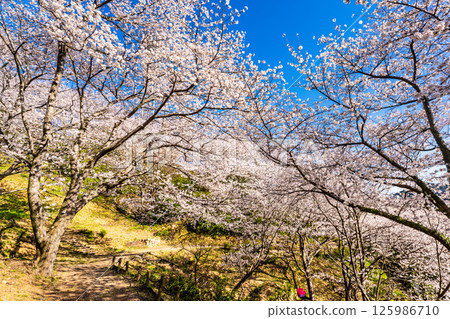 中尾條城公園的櫻花【長崎縣西園木郡長與町】 125986710