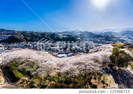 Cherry blossoms at Nakaojo Castle Park [Nagasaki Prefecture, Nishisonogi District, Nagayo Town] 125986715