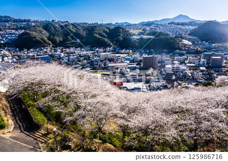 Cherry blossoms at Nakaojo Castle Park [Nagasaki Prefecture, Nishisonogi District, Nagayo Town] 125986716