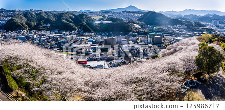 Panorama of cherry blossoms at Nakaojo Castle Park [Nagasaki Prefecture, Nishisonogi District, Nagayo Town] 125986717