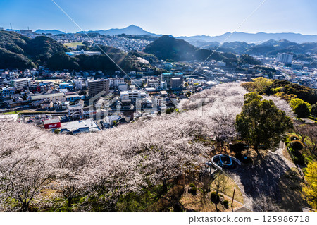 Cherry blossoms at Nakaojo Castle Park [Nagasaki Prefecture, Nishisonogi District, Nagayo Town] 125986718