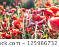A field of red poppies with buds ready to bloom creates a beautiful spring landscape filled with life and color 125986732