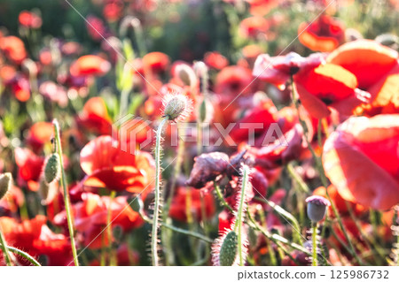 A field of red poppies with buds ready to bloom creates a beautiful spring landscape filled with life and color 125986732