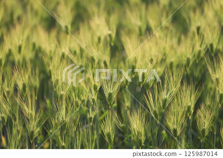 輕麥的耳朵 125987014