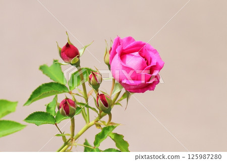 Rose   125987280