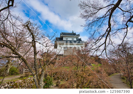 Ono Castle with cherry blossoms in full bloom 125987390