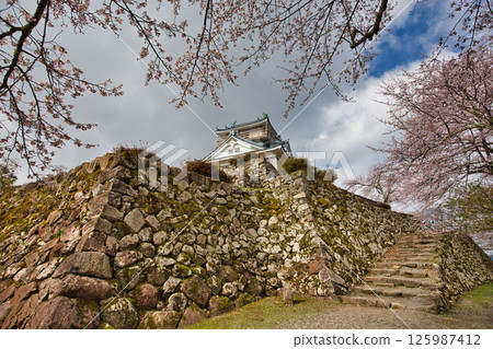 Ono Castle with cherry blossoms in full bloom 125987412