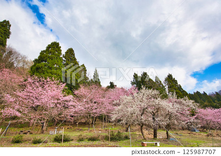 卡塔庫栗花和櫻花盛開 卡塔庫栗花和櫻花盛開 125987707