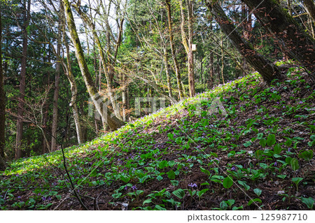 Katakuri flowers and cherry blossoms are in full bloom 125987710