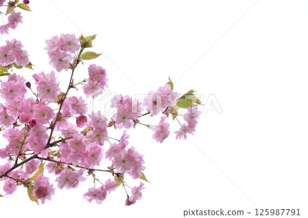Cherry Blossoms	 125987791