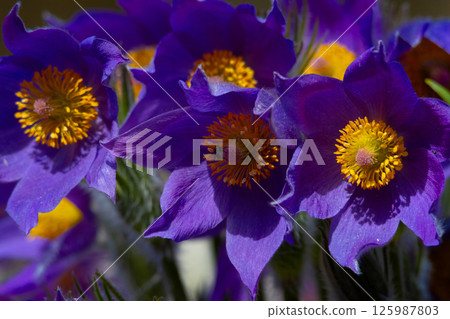 Close up of  (Pulsatilla vulgaris) purple Pasque Flower 125987803