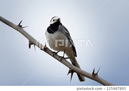 portrait of (motacilla alba alba) natural white wagtail 125987805