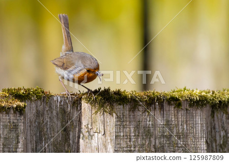 A Robin stands on a fence with insects 125987809
