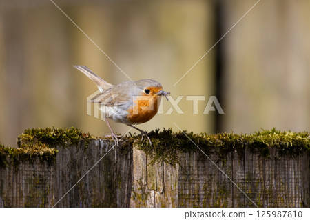 A Robin stands on a fence with insects A Robin stands on a fence with insects 125987810