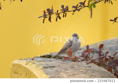 Lesser whitethroat, Sylvia curruca. Bird sings while sitting 125987811