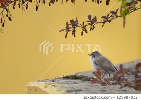 Lesser whitethroat, Sylvia curruca. Bird sings while sitting Lesser whitethroat, Sylvia curruca. Bird sings while sitting 125987812