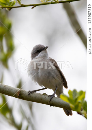 Lesser whitethroat, Sylvia curruca. A bird sits on a branch 125987819