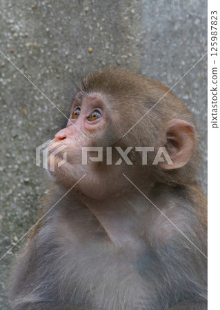 Closeup of (Macaca fuscata) a baby Japanese macaque Closeup of (Macaca fuscata) a baby Japanese macaque 125987823