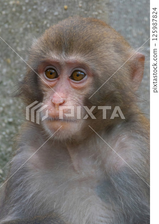 Closeup of (Macaca fuscata) a baby Japanese macaque Closeup of (Macaca fuscata) a baby Japanese macaque 125987824