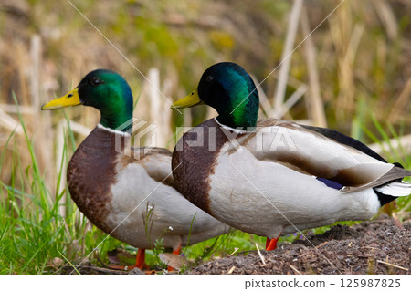 The mallard or wild duck (Anas platyrhynchos) is a dabbling duck. 125987825