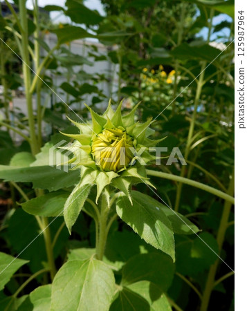 Blooming sunflower Blooming sunflower 125987964