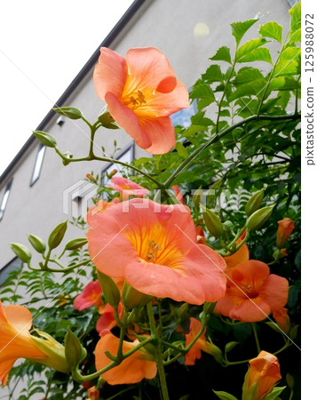 Nausuz Kazura 125988072