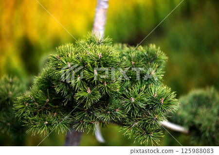 Saplings of pine, spruce, fir and other coniferous trees in pots in plant nursery 125988083
