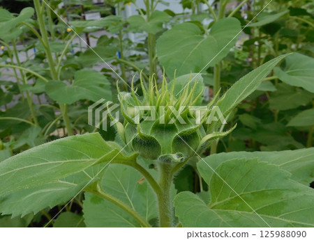 Bud sunflower 125988090