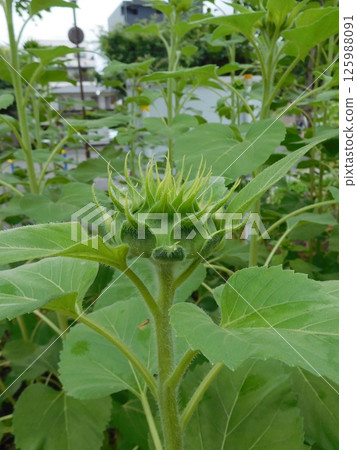 Bud sunflower 125988091