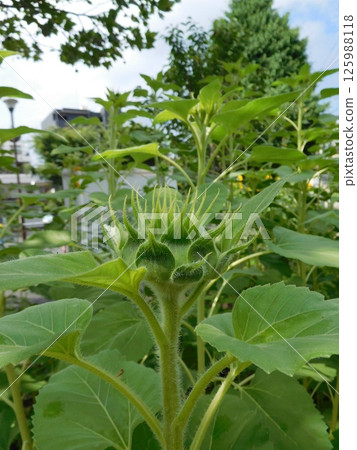 芽向日葵 125988118