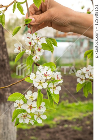 Beautiful pear tree flowers on branch in spring. Close-up of white inflorescences of pear tree. Beautiful pear tree flowers on branch in spring. Close-up of white inflorescences of pear tree. 125988151