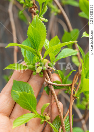 Chinese lemongrass. Branches of lemongrass with young green leaves and flower buds in spring. Chinese lemongrass. Branches of lemongrass with young green leaves and flower buds in spring. 125988152