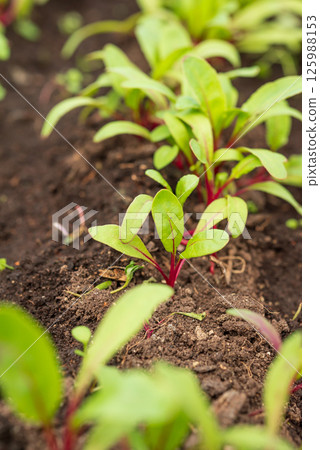 Beet seedlings with garden. Beet plants in rows in raised bed. Beet seedlings with garden. Beet plants in rows in raised bed. 125988153